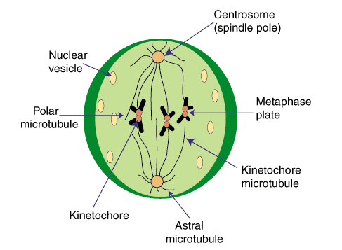 Metaphase