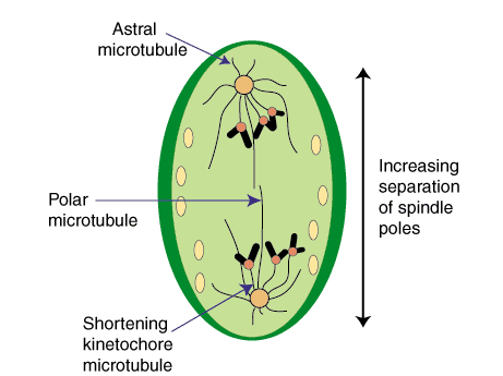 Anaphase