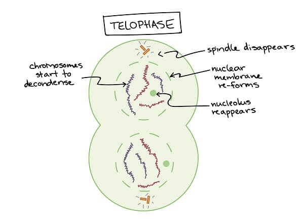 Telophase