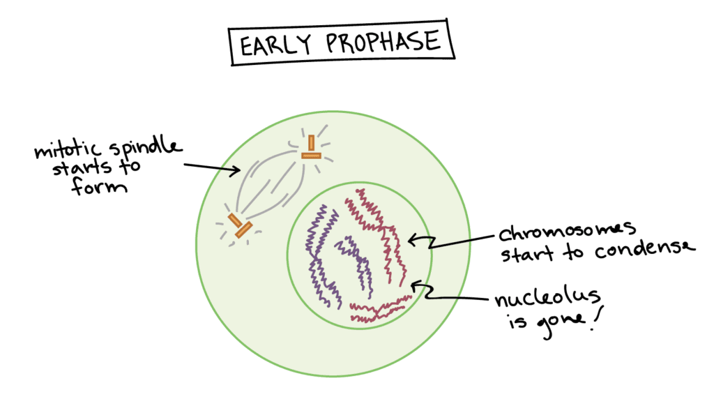 Prophase