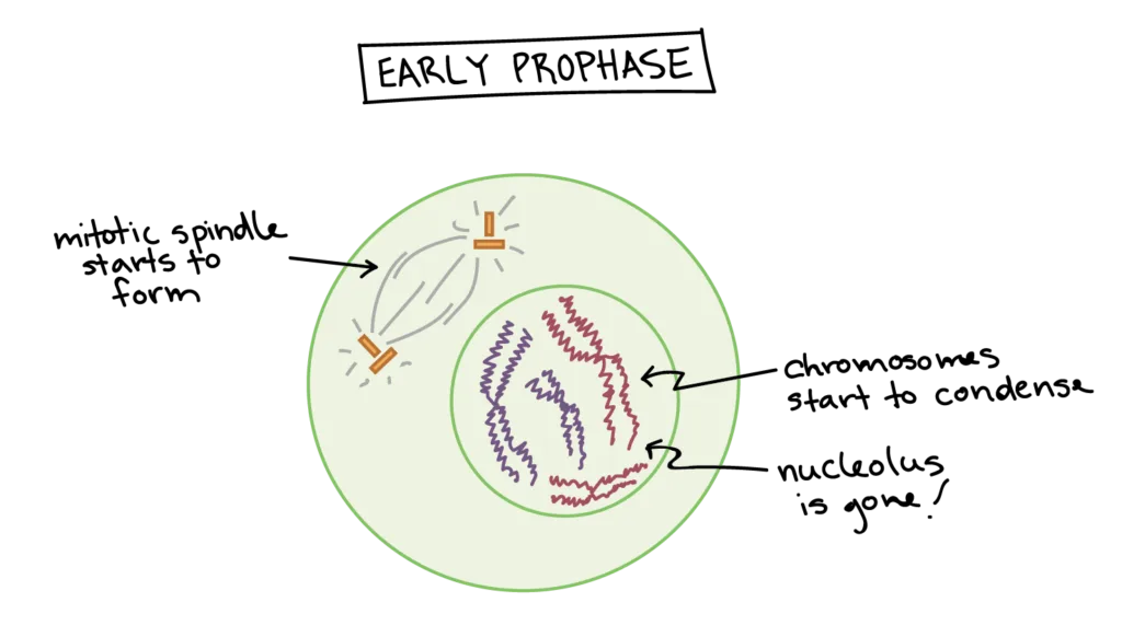 Prophase