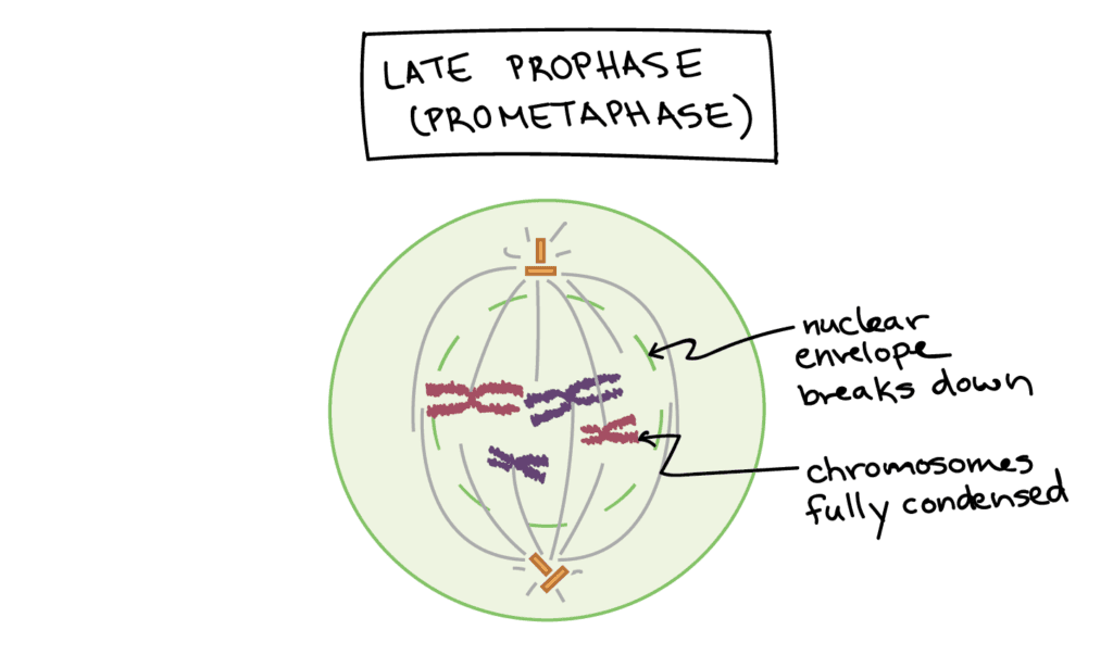 Prometaphase