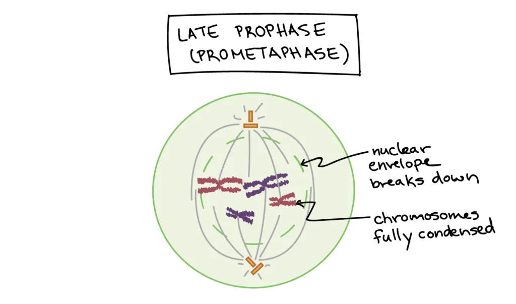 Prometaphase