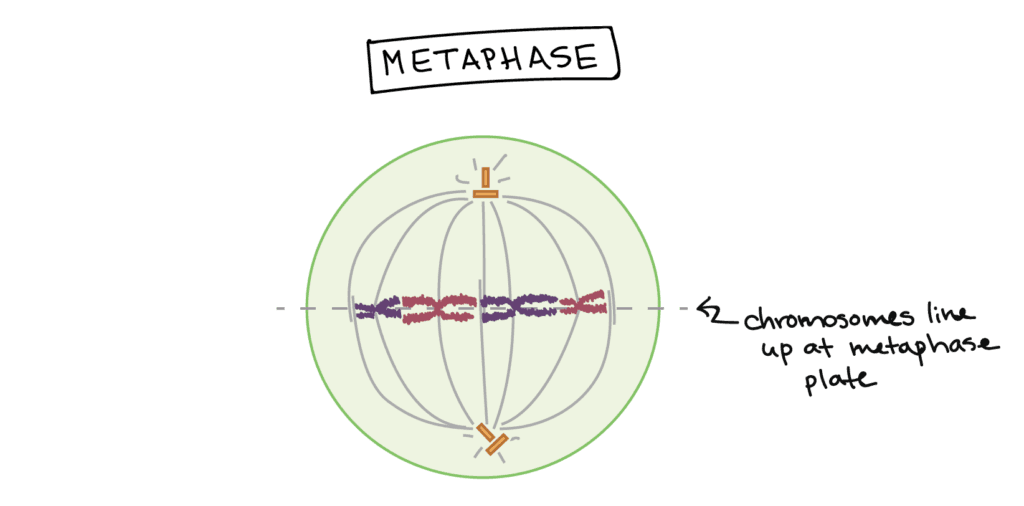 Metaphase