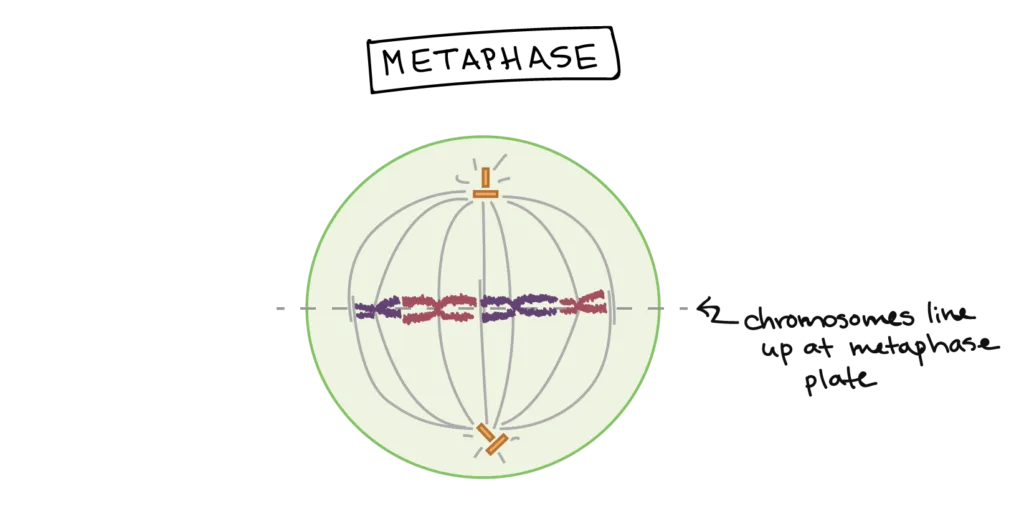 Metaphase