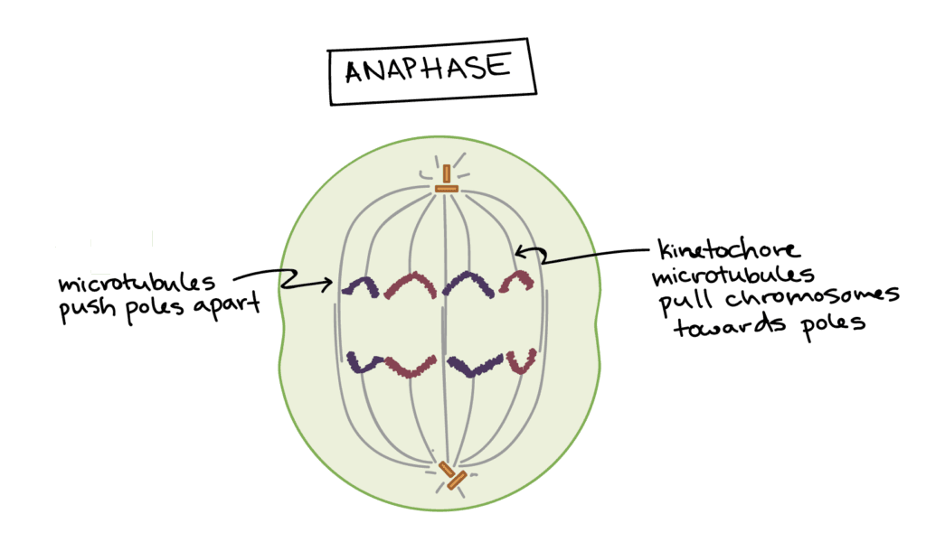 Anaphase