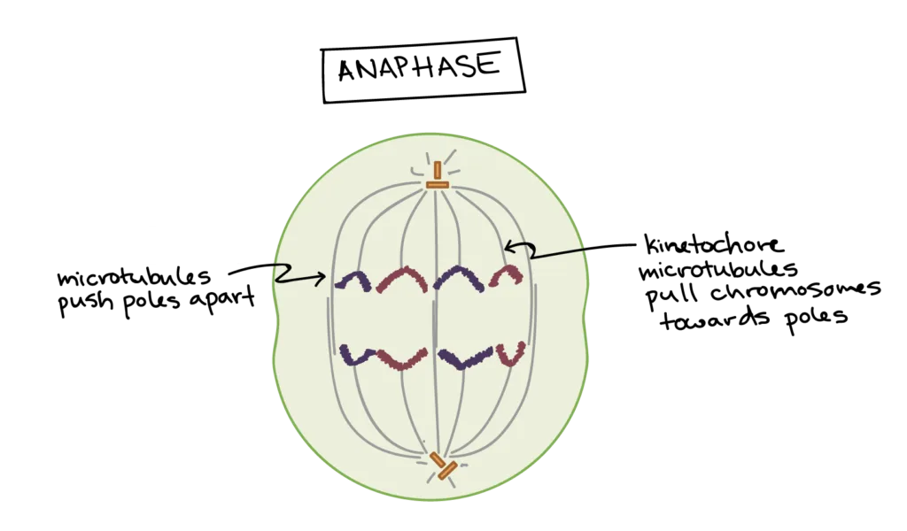 Anaphase