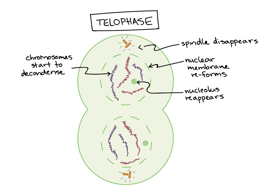 Telophase