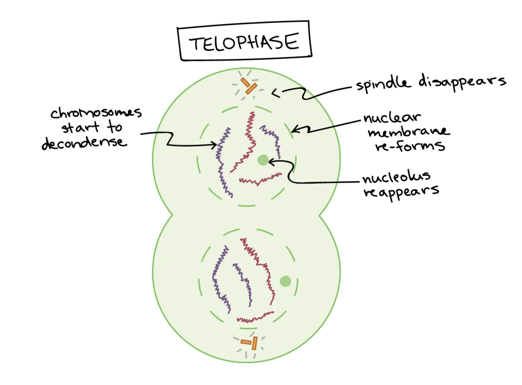 Telophase