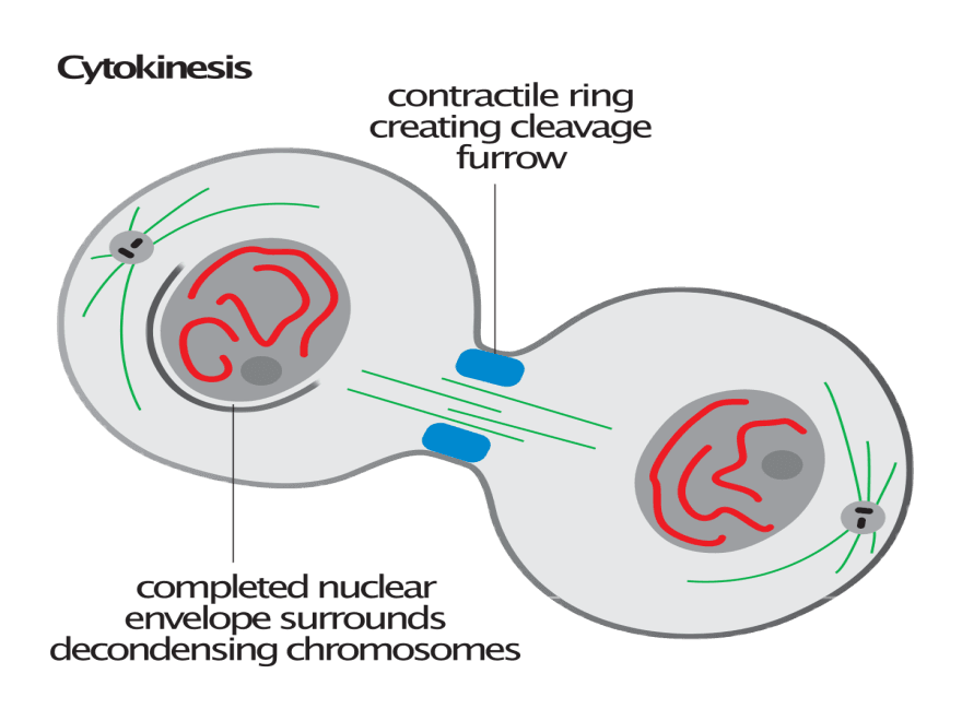 Cytokinesis