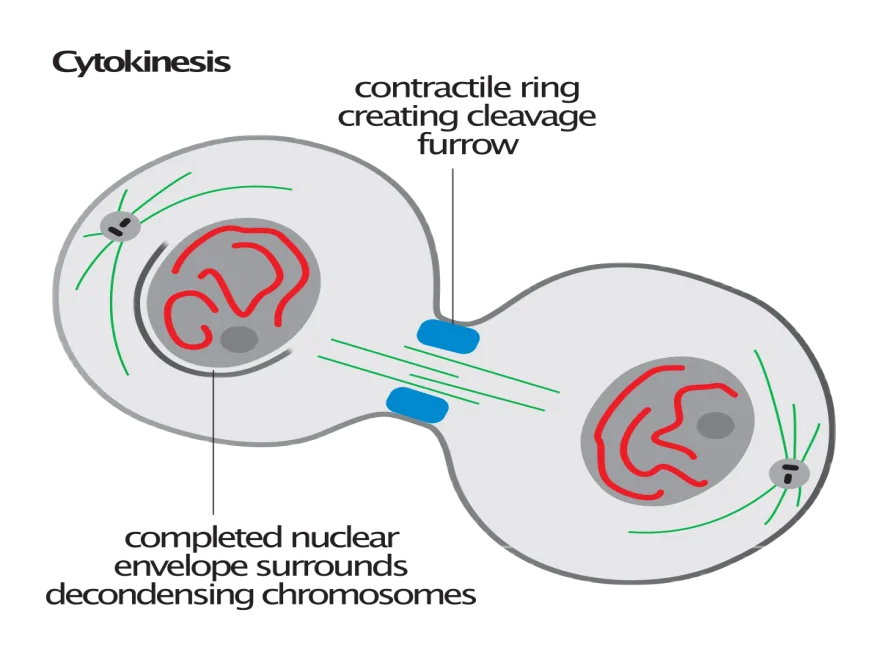 Cytokinesis