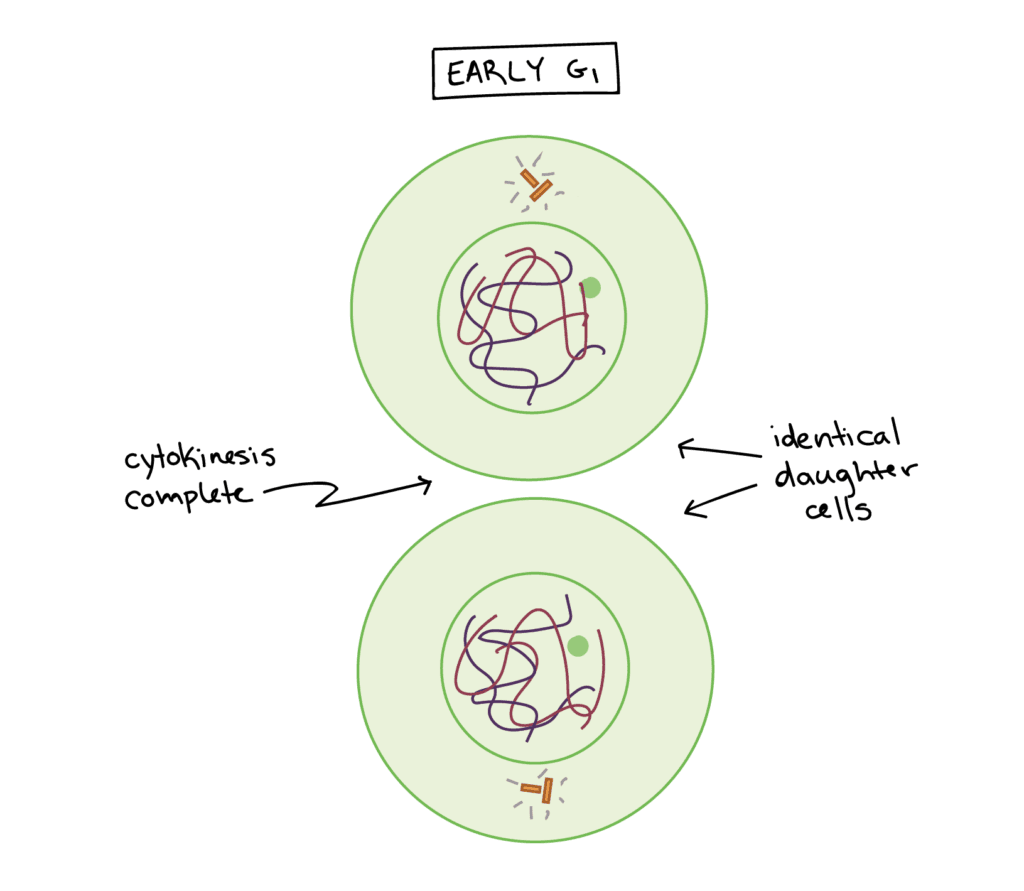 Prophase