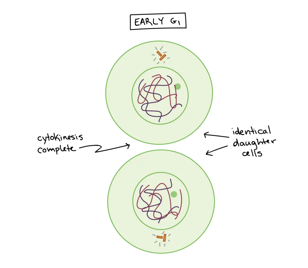 Prophase